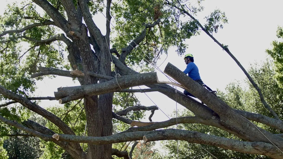 Professional Crown Thinning performed by certified arborists in Wallowa