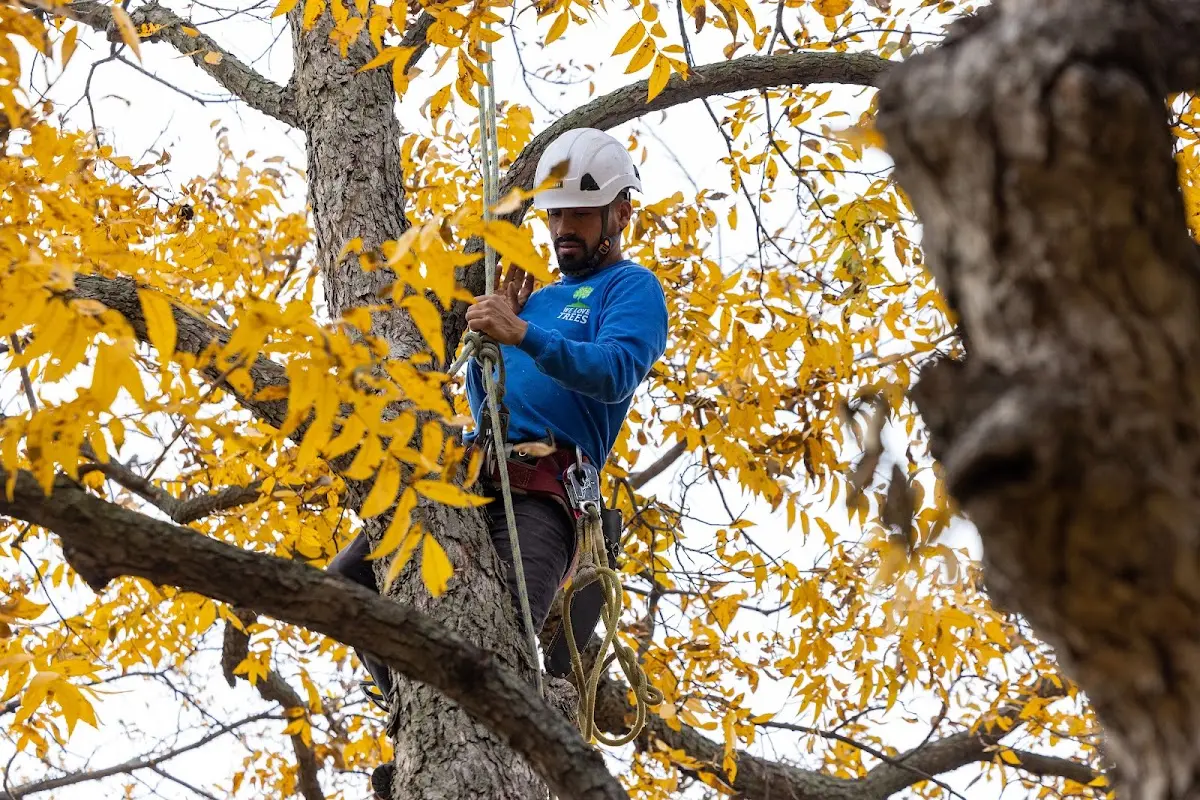 Skilled Tree Trimming crew working in Wallowa